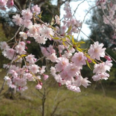 415桜